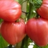 Oxheart tomatoes